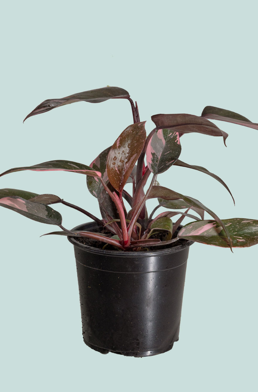 Philodendron Pink Princess  - 1L / 14cm / Small