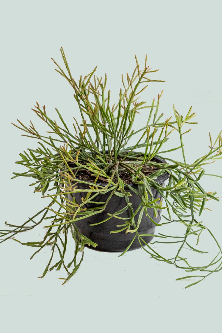 Mistletoe Cactus - Rhipsalis ewaldiana - 2L / 17cm / Medium