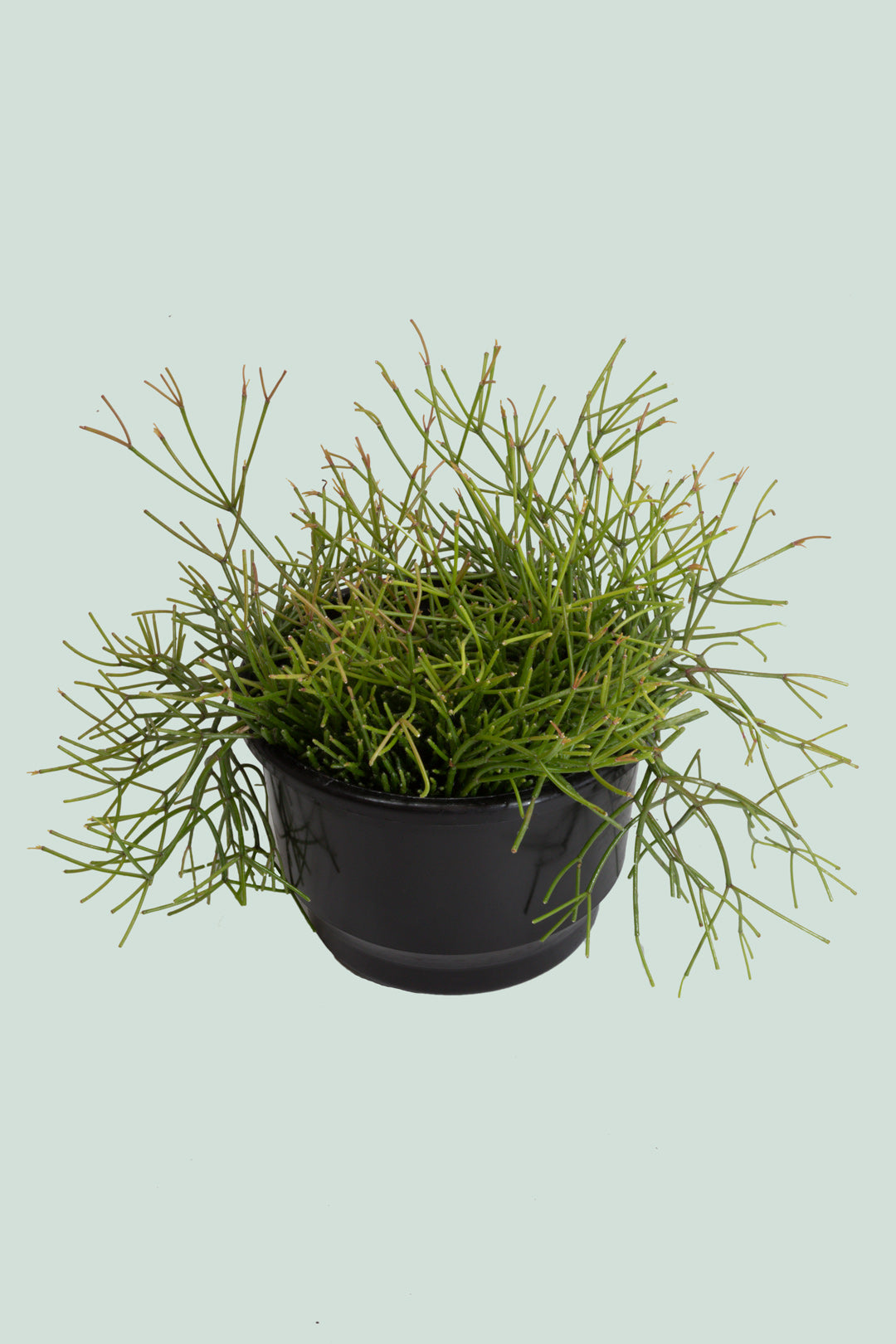 Old Man's Beard - Rhipsalis capilliformis - 2L / 17cm / Medium