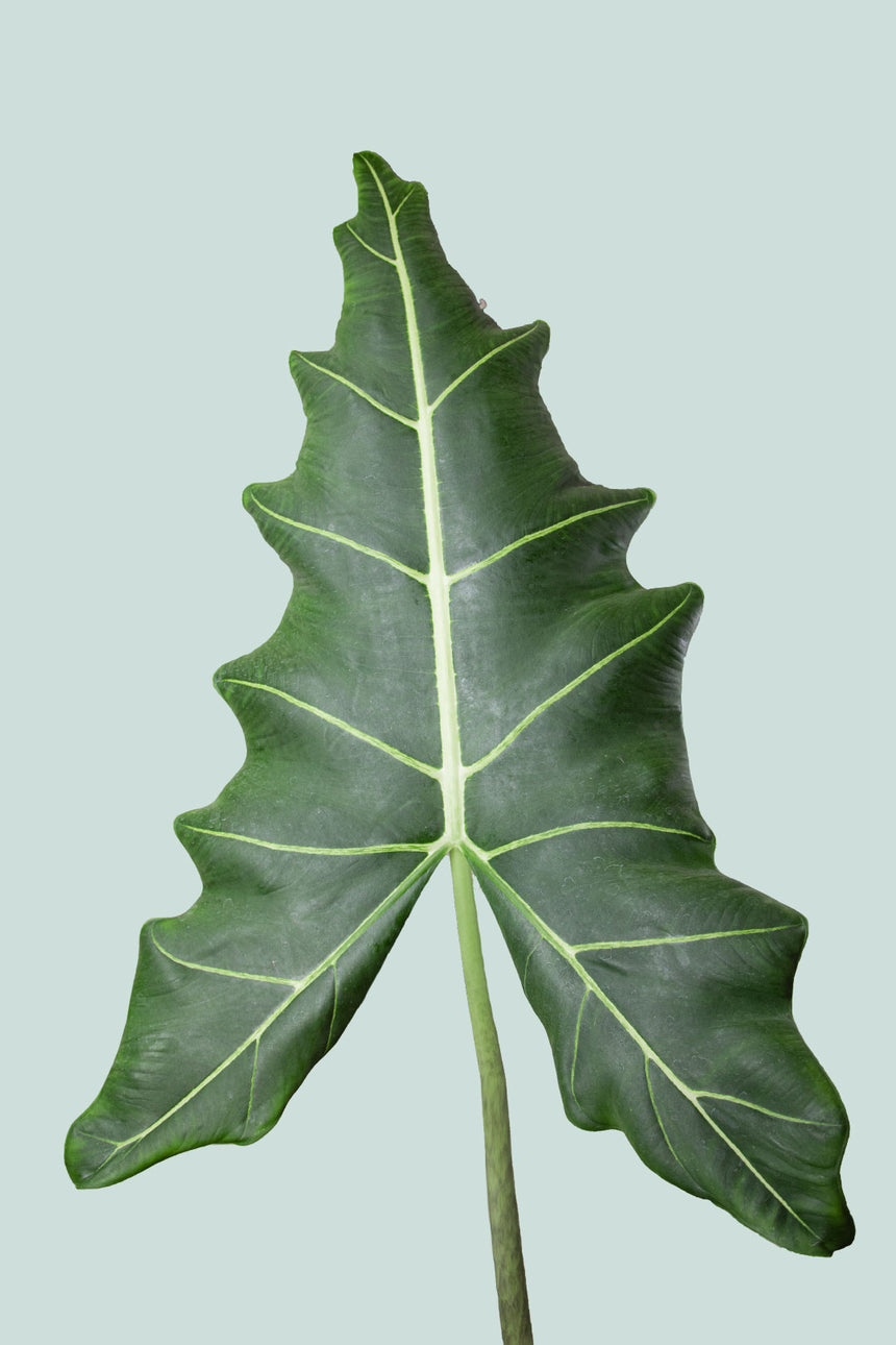 Alocasia Sarian - 2.5L / 17cm / Medium