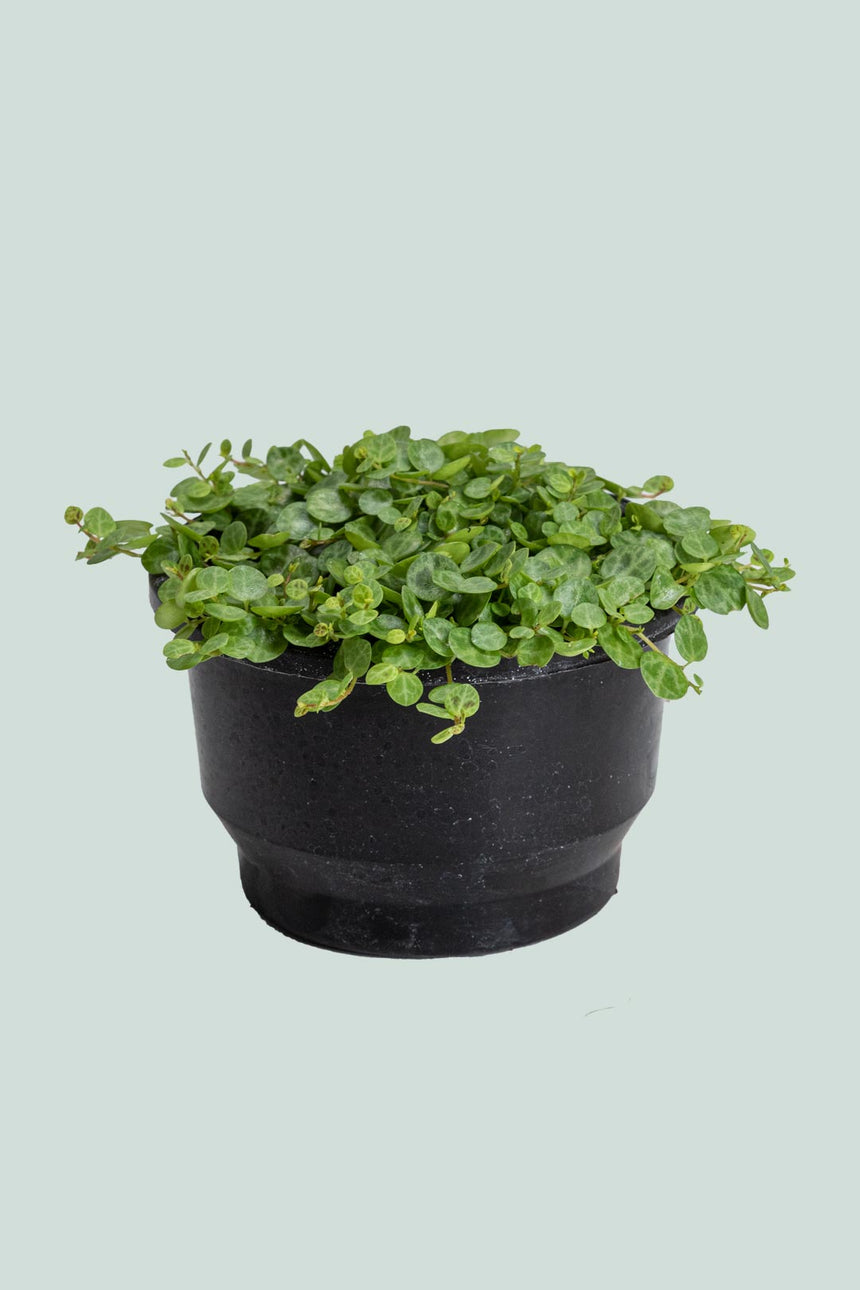 String of Turtles - Peperomia prostrata