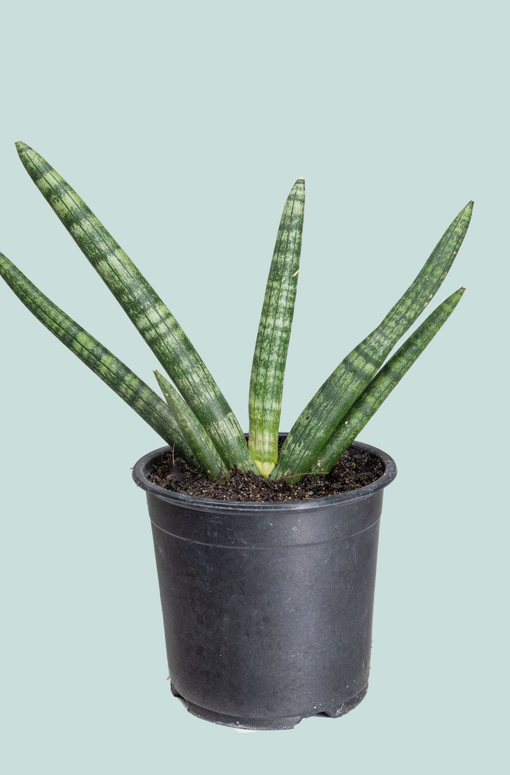 sansevieria cylindrica size Sansevieria cylindrica