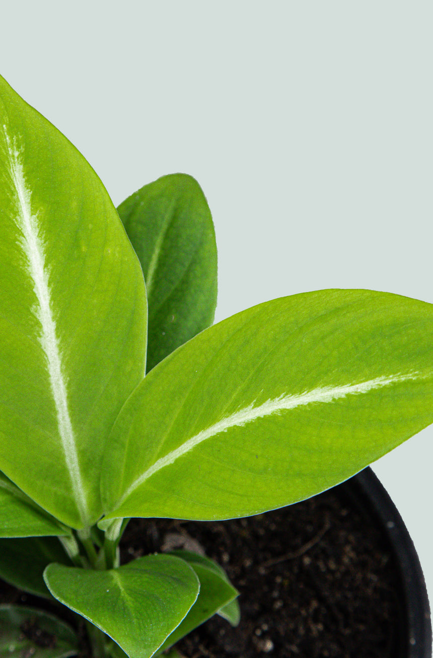 Peace Lily 'Silver Streak' - Spathiphyllum floribundum - 1.3L / 14cm / Small