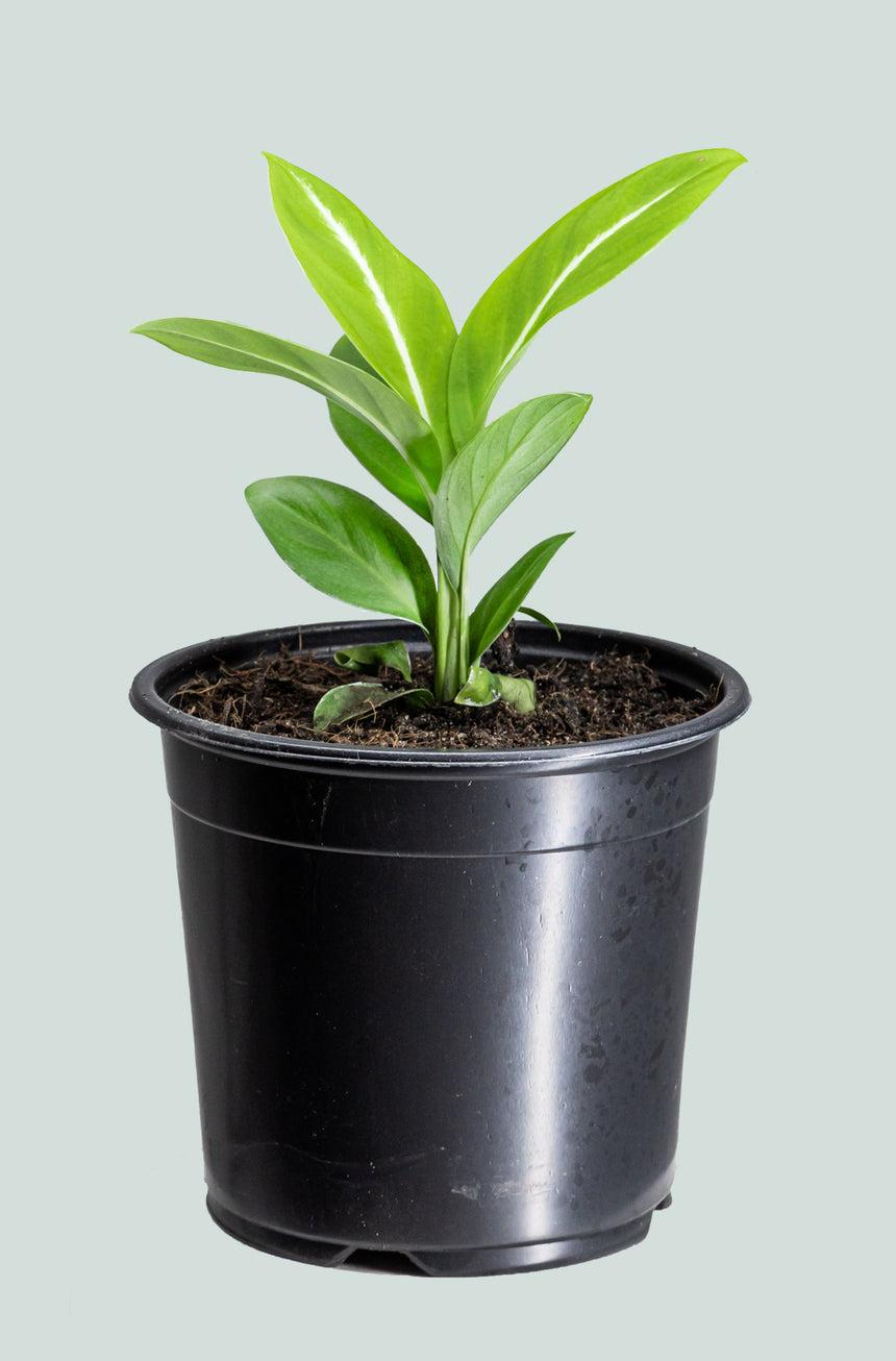 Peace Lily 'Silver Streak' - Spathiphyllum floribundum - 1.3L / 14cm / Small