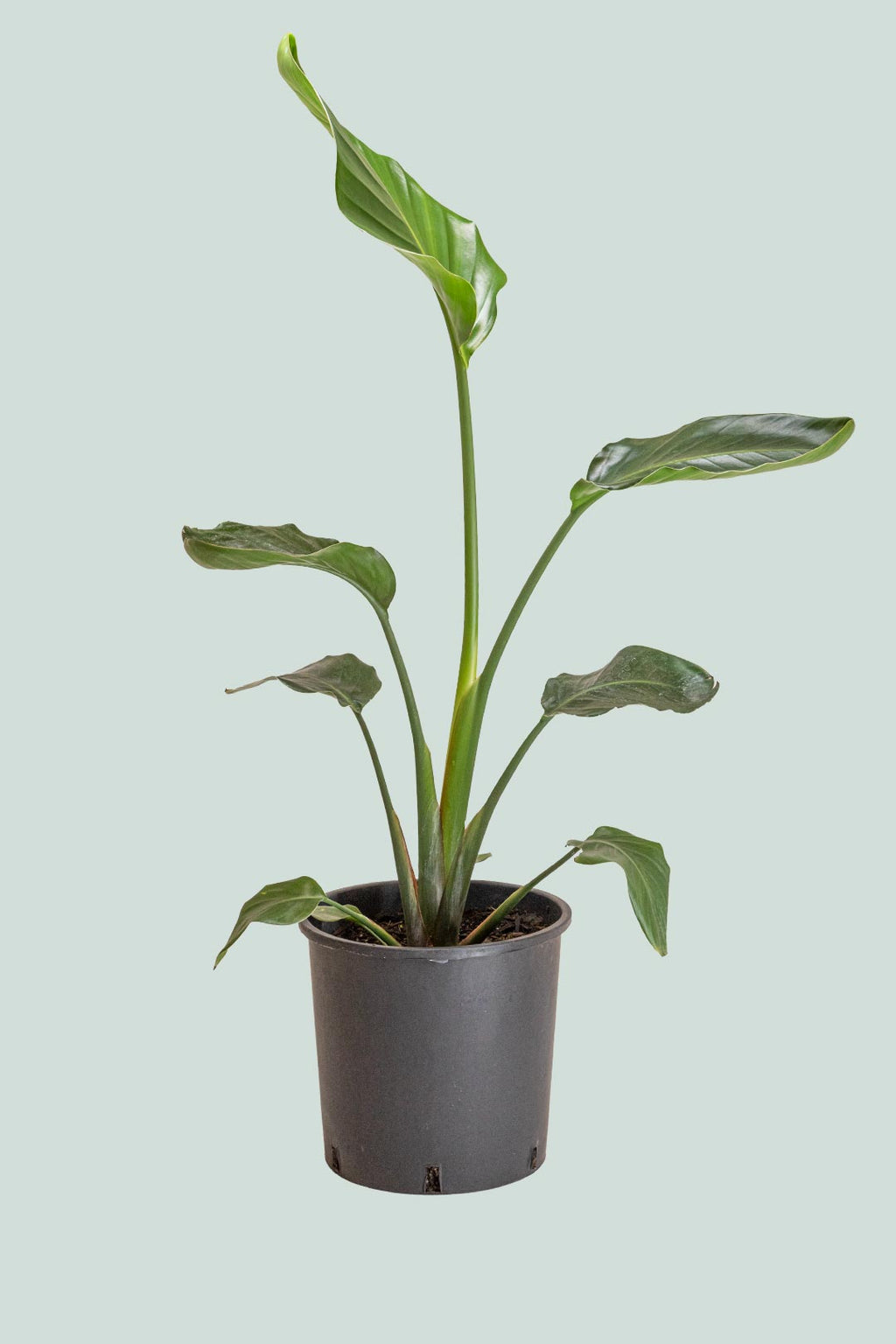 bird of paradise indoor plant nz Giant Bird of Paradise - Strelitzia nicolai