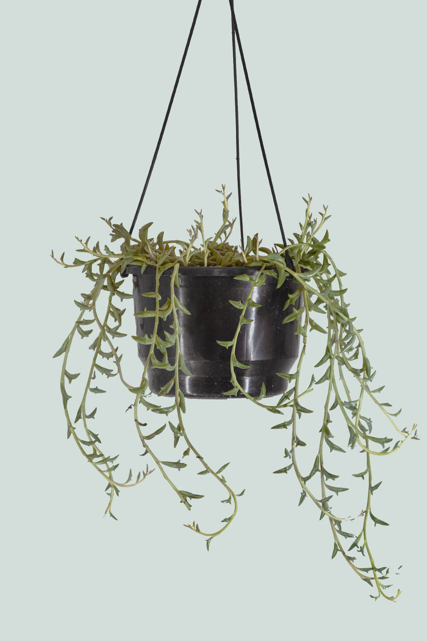 Senecio peregrinus - String of Dolphins - 1L / 14cm / Small