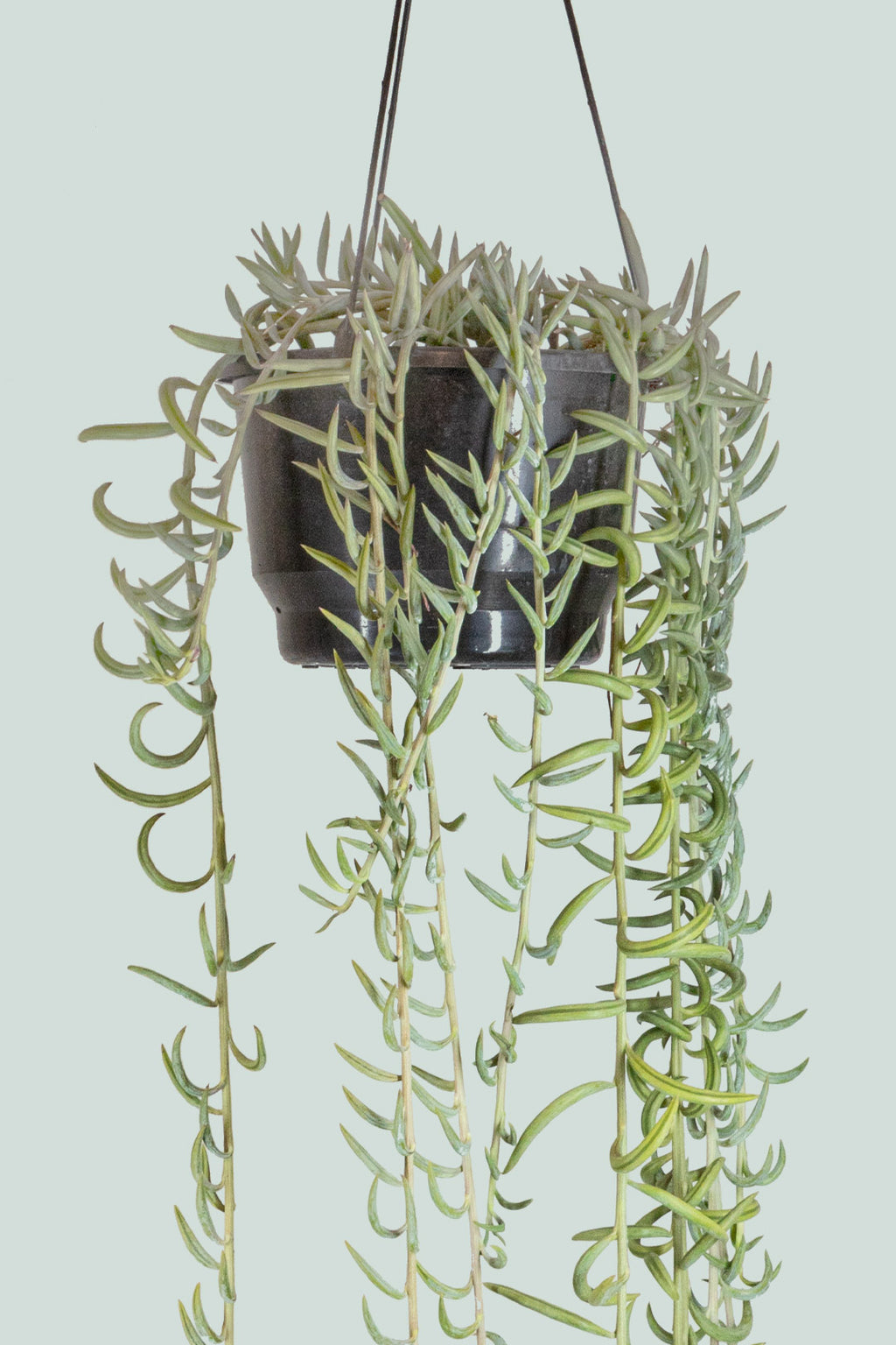 difference between banana succulent versue fish hooks Senecio radicans - String of Fish Hooks