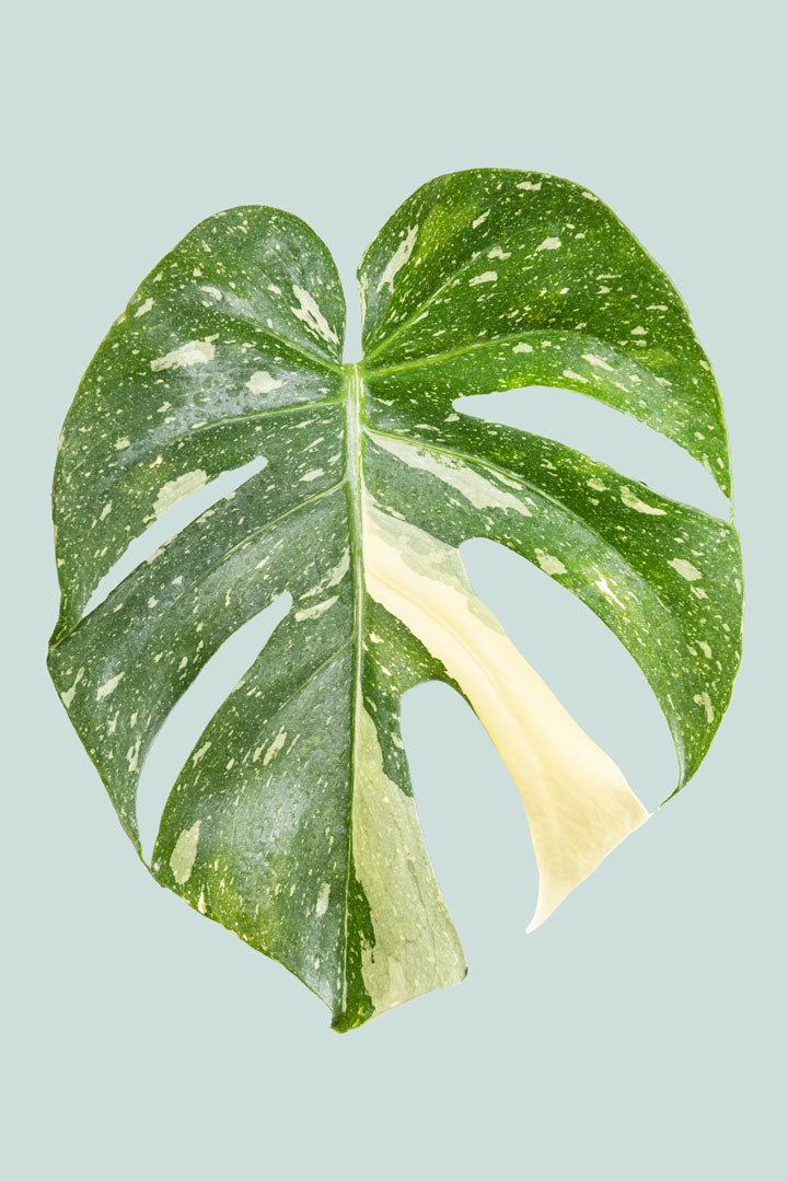monstera deliciosa nz Variegated Monstera deliciosa - Indoor Plants