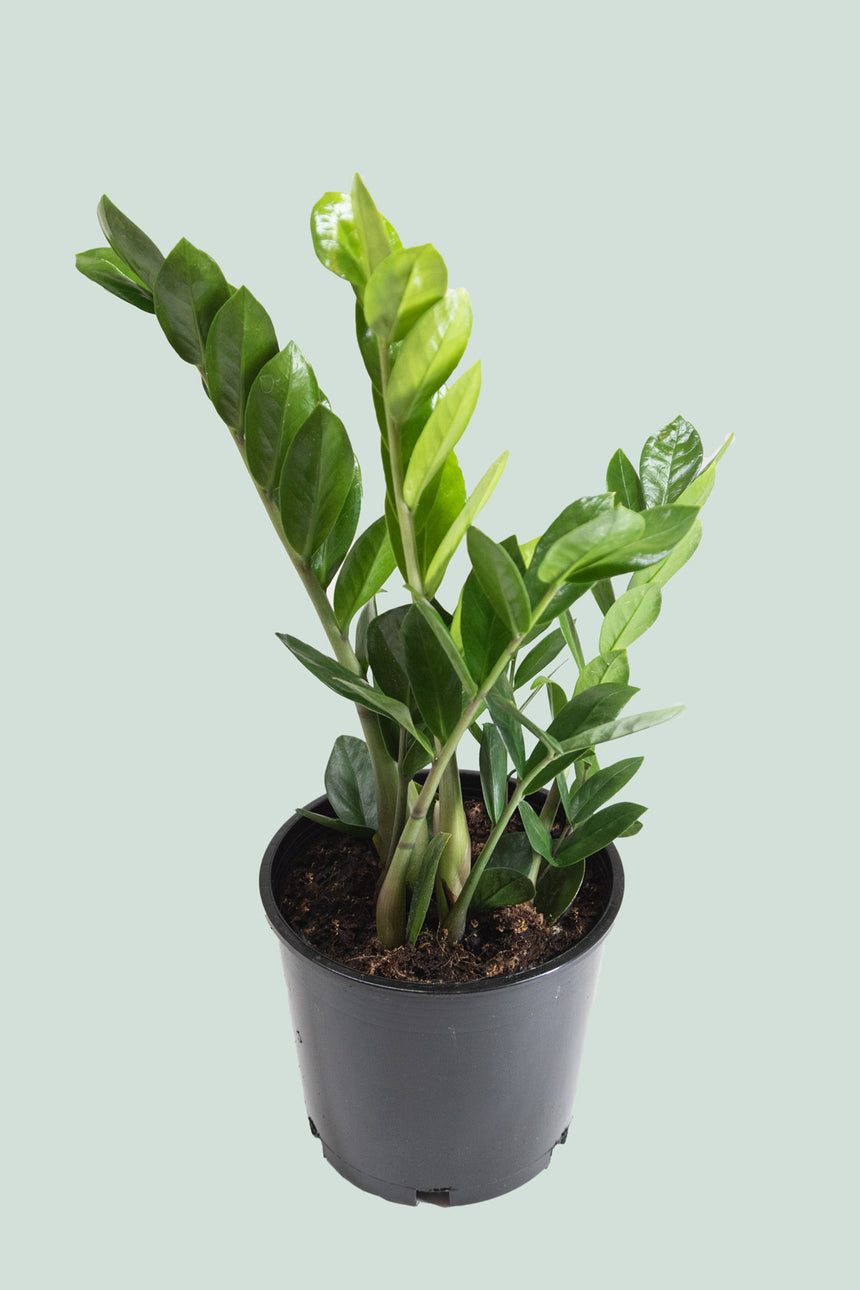 Zamioculcas zamiifolia - ZZ Plant - 2.5L / 17cm / Medium
