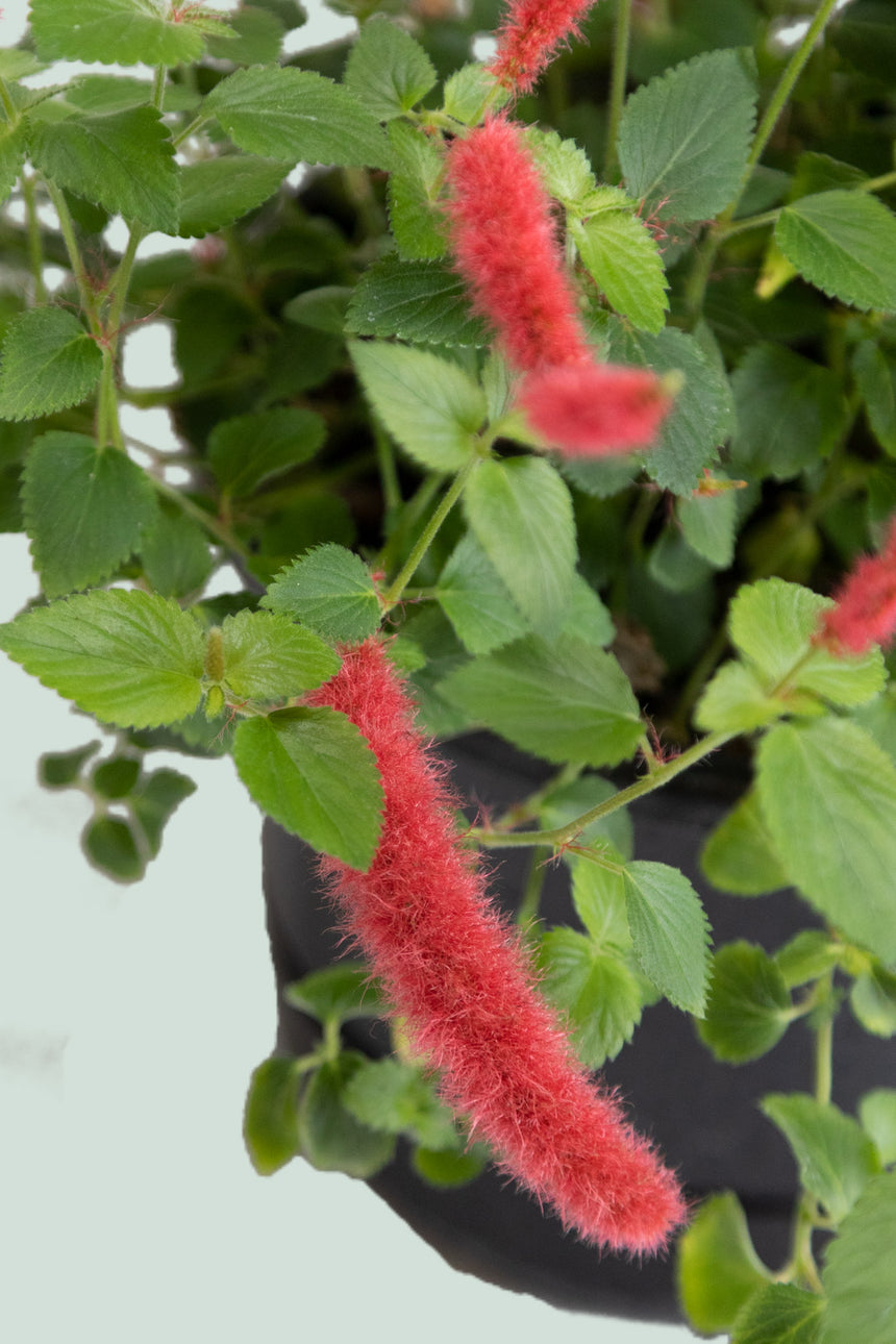 Acalypha reptans - Chenille Plant - 2L / 17cm / Medium