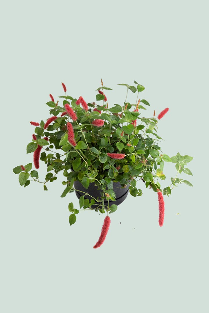 Acalypha reptans Houseplant NZ