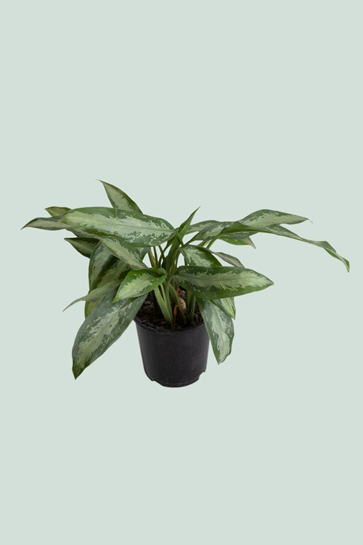 aglaonema nitidum Aglaonema nitidum - Silver Bay - Indoor Plant