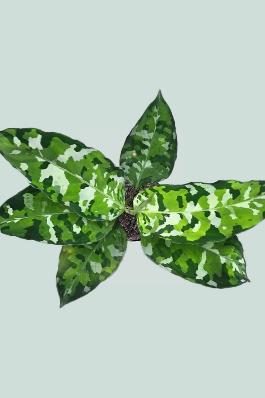 Aglaonema pictum 'Tricolour' - Small / 14cm / 1.3L