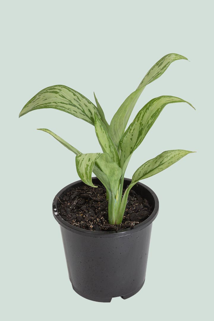 What Small Plants Need Little Water?