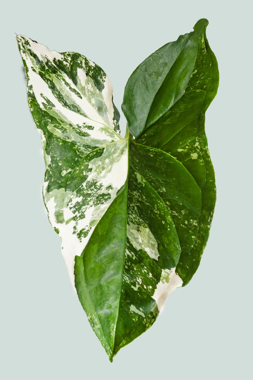 Syngonium podophyllum albo variegatum - 1L / 14cm / Small