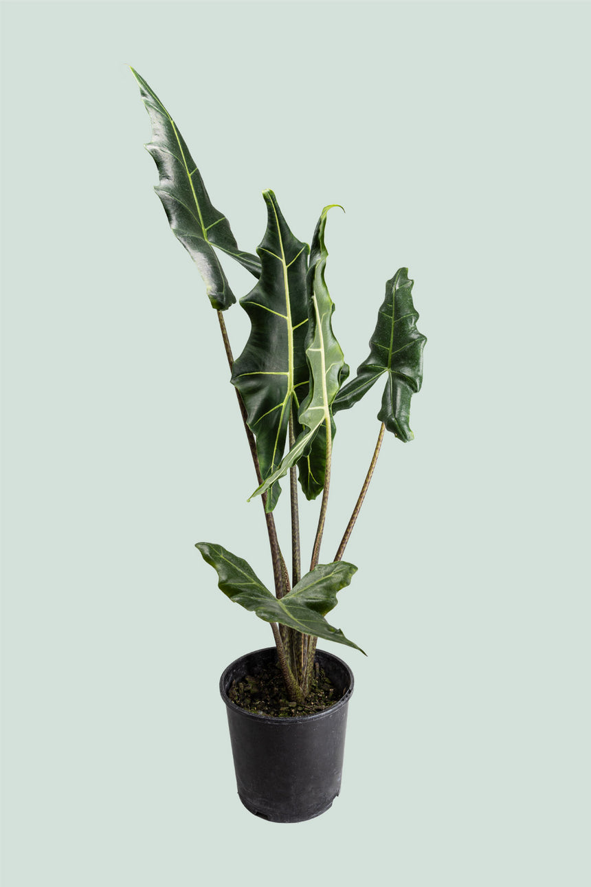 Sarian - Alocasia hybrid micholitziana X zebrina - 2.5L / 17cm / Medium