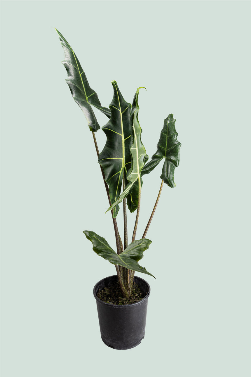 Alocasia Sarian - 2.5L / 17cm / Medium