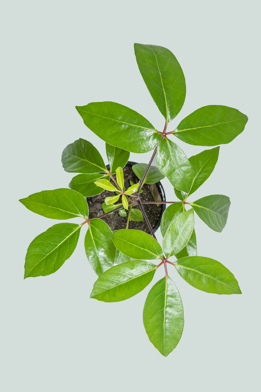 Umbrella Tree - Schefflera amate - 2.5L / 17cm / Medium