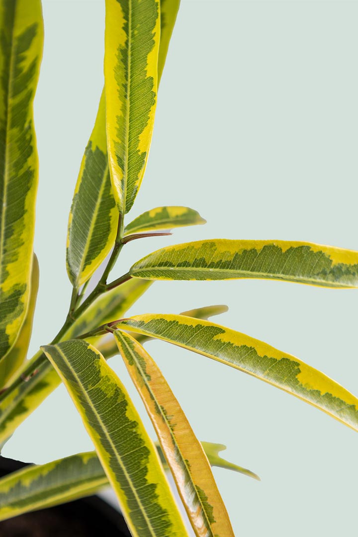 Ficus Amstel Gold Leaf Houseplant NZ