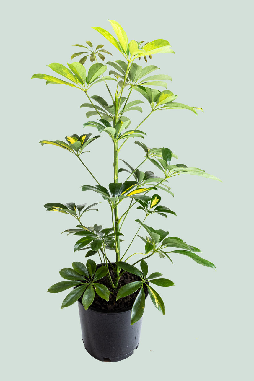 Mid Variegated Dwarf Umbrella Tree - Schefflera arboricola - 2.5L / 17cm / Medium