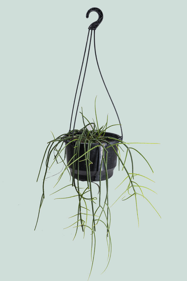 Spaghetti Cactus - Rhipsalis floccosa - 2L / 17cm / Medium