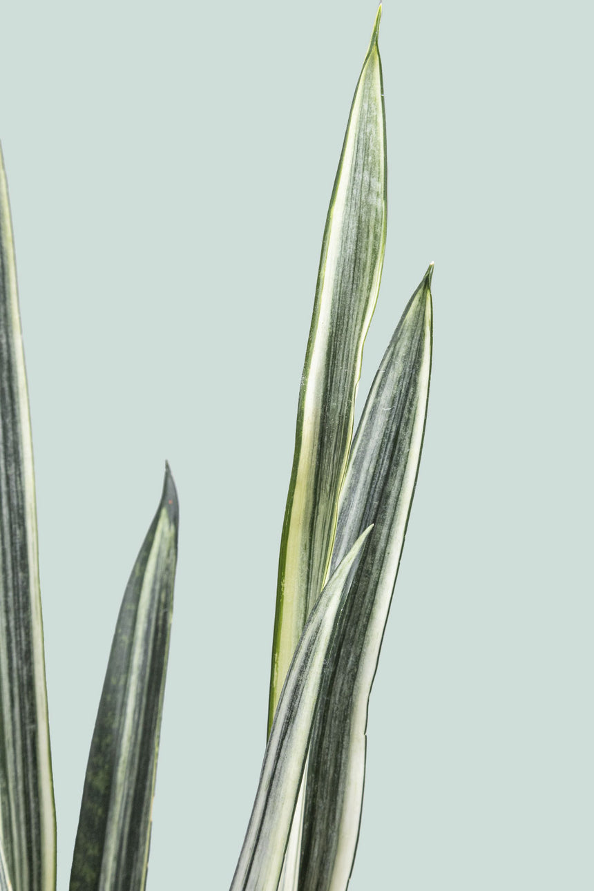 Bantel's Sensation - Dracaena trifasciata (Sansevieria)- 1L / 14cm / Small