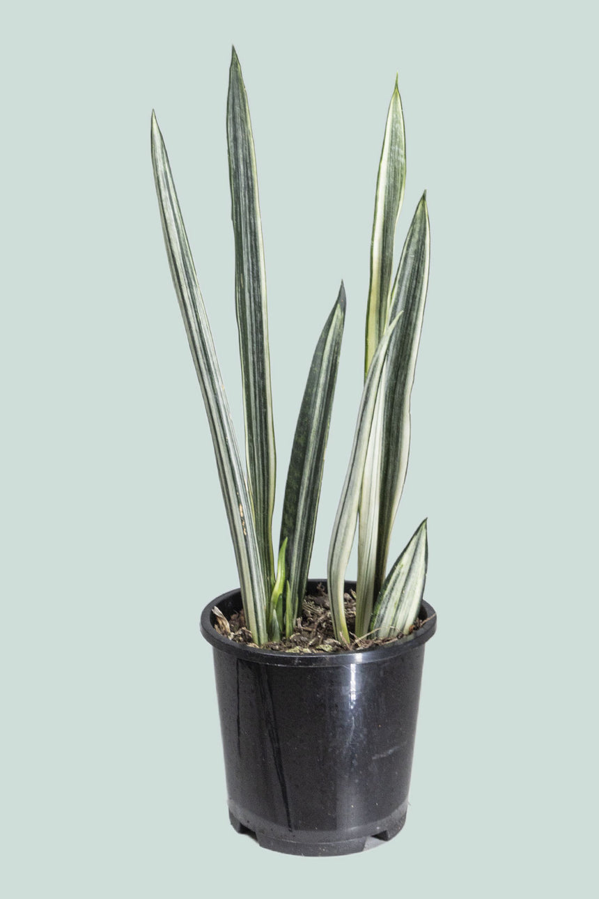 Bantel's Sensation - Dracaena trifasciata (Sansevieria)- 1L / 14cm / Small