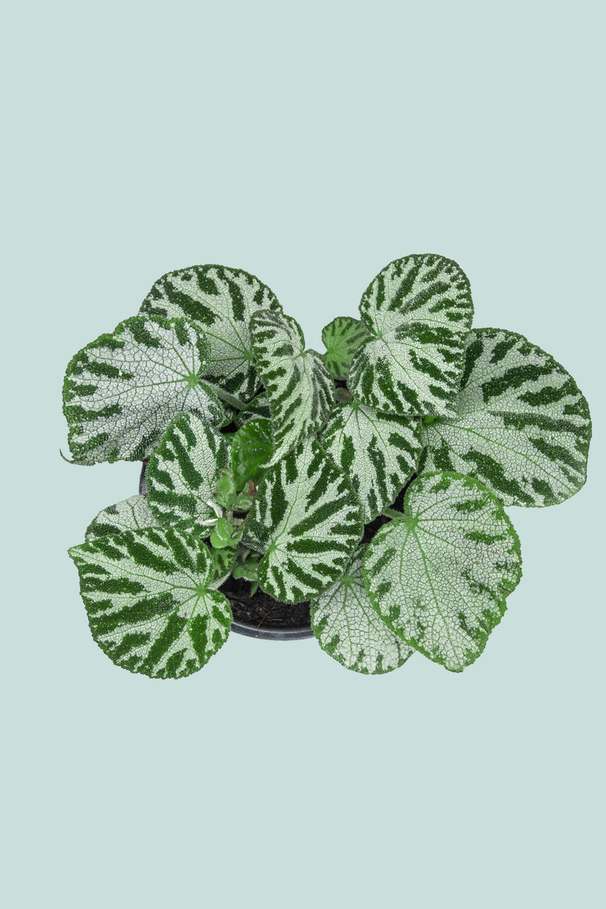 Begonia imperialis - 1L / 14cm / Small