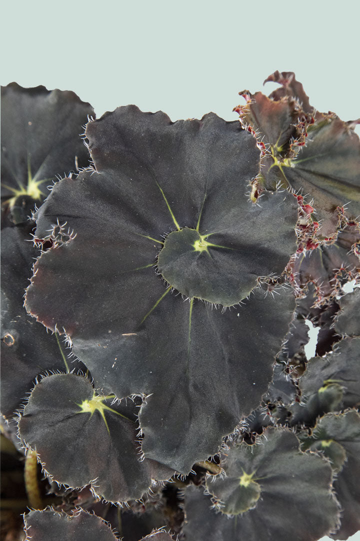 Begonia 'Muddy Waters' - 1L / 14cm / Small