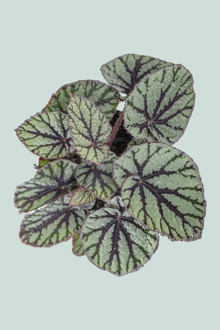 Begonia 'Fedor' - 1L / 14cm / Small