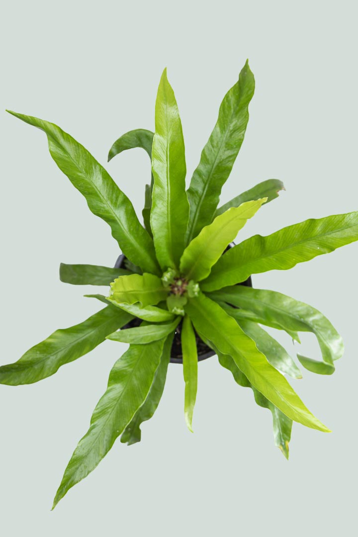 birds nest fern nz Bird's Nest Fern - Asplenium antiquum