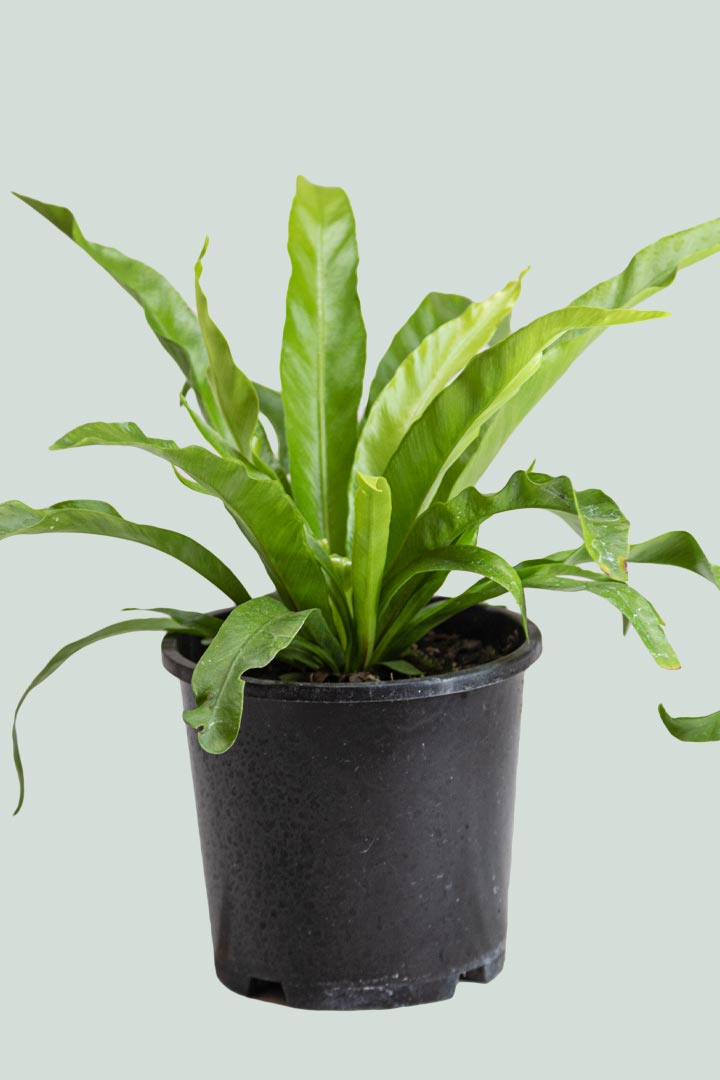 Bird's Nest Fern - Asplenium antiquum