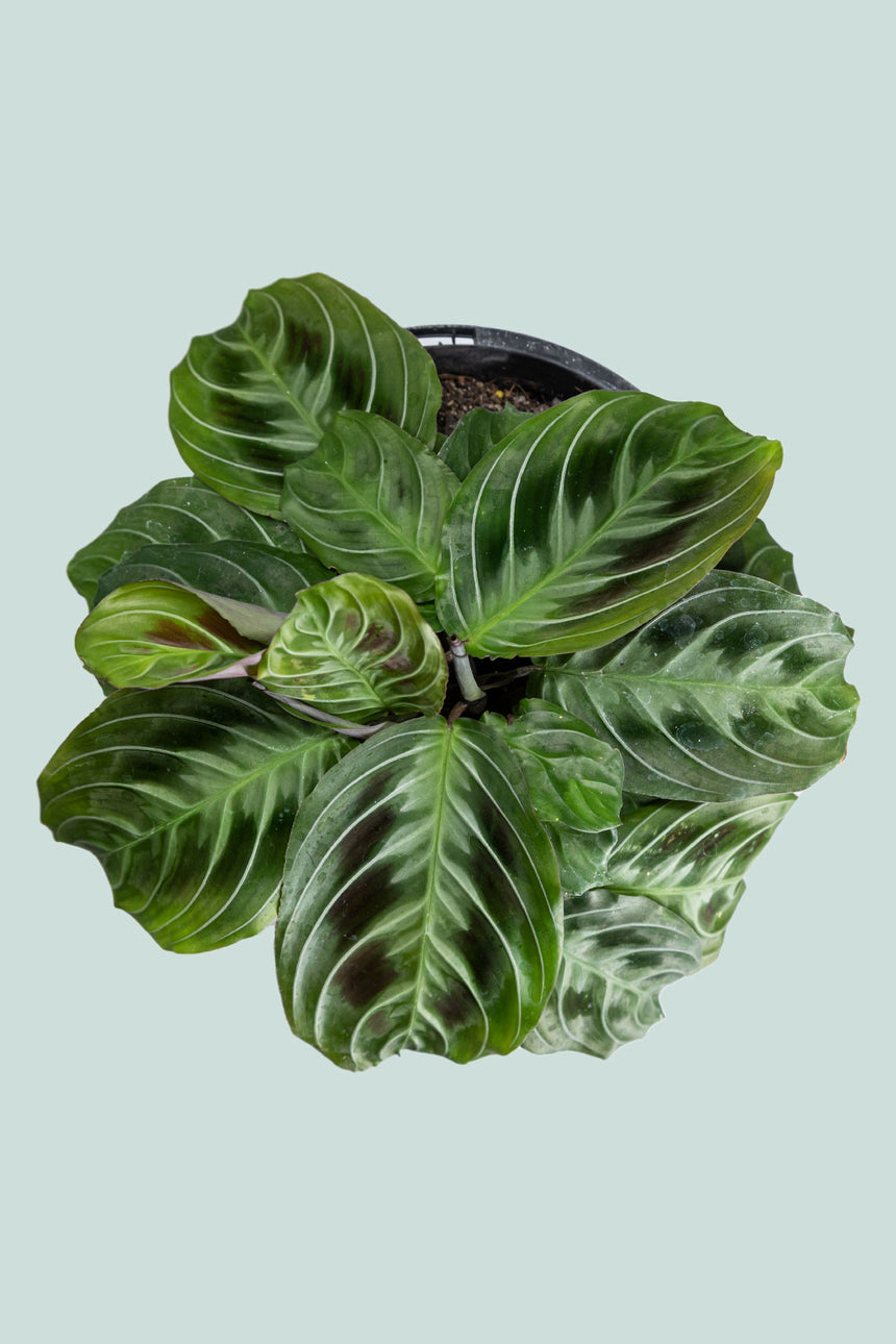 Black Prayer Plant - Maranta leuconeura 'Massangeana' - 1L / 14cm / Small