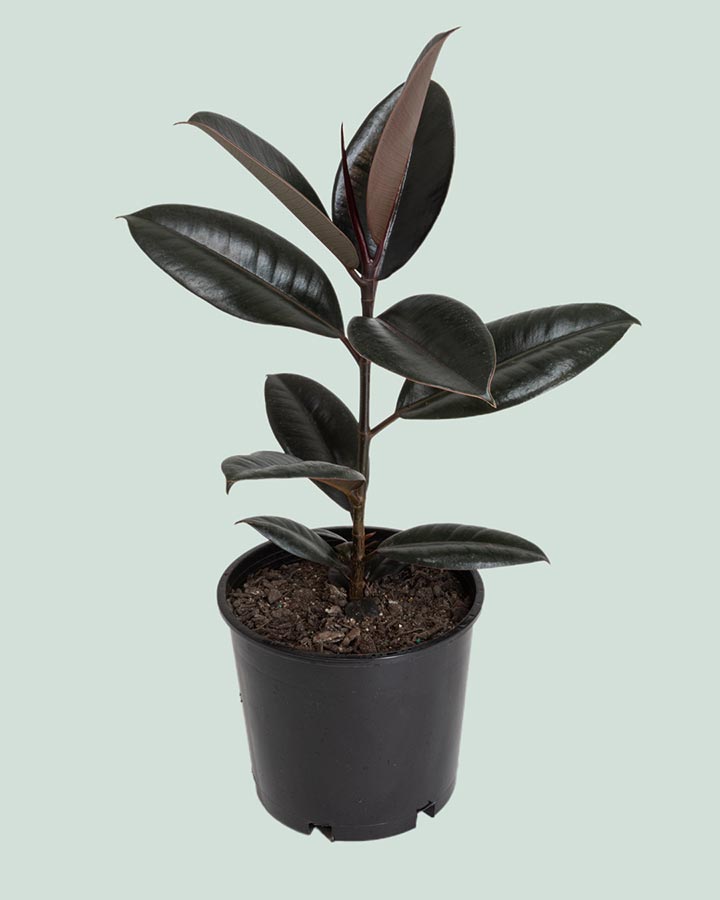 Ficus Burgandy - Rubber Plant – Sydney's Plant Market