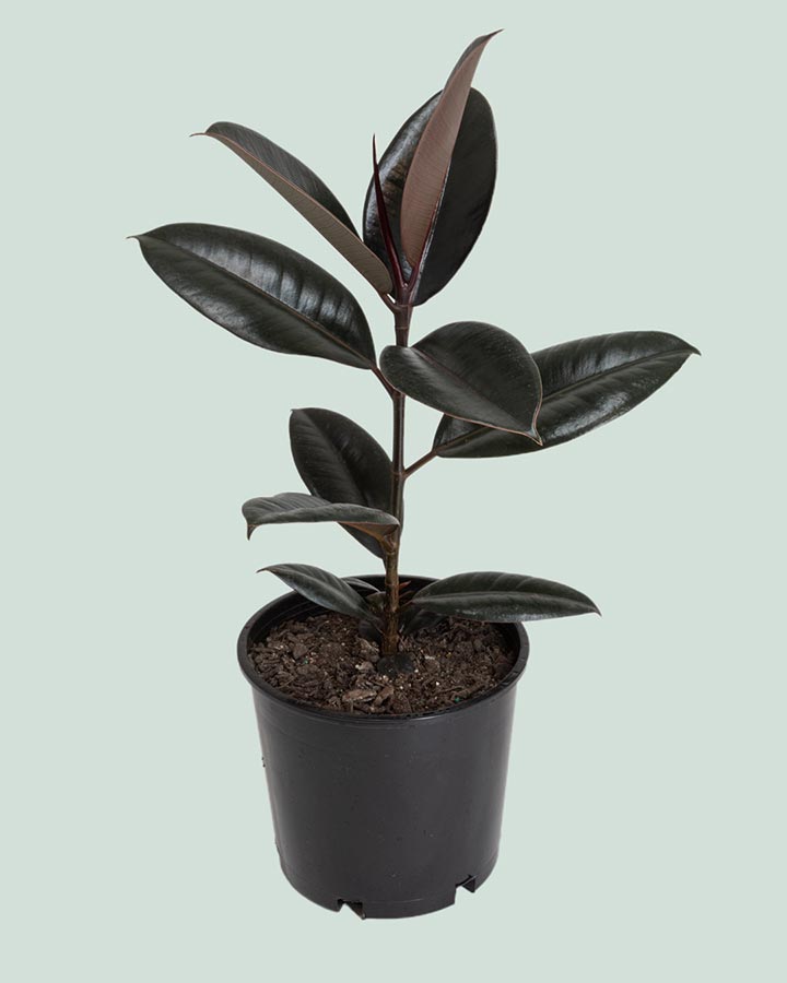 rubber tree black prince Black Knight - Rubber Tree - Ficus elastica - Live Plant