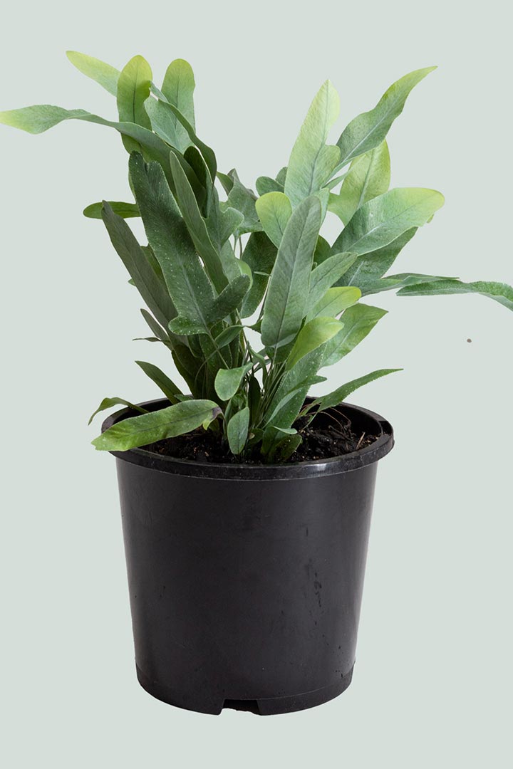 blue star fern nz Blue Star Fern - Phlebodium aureum