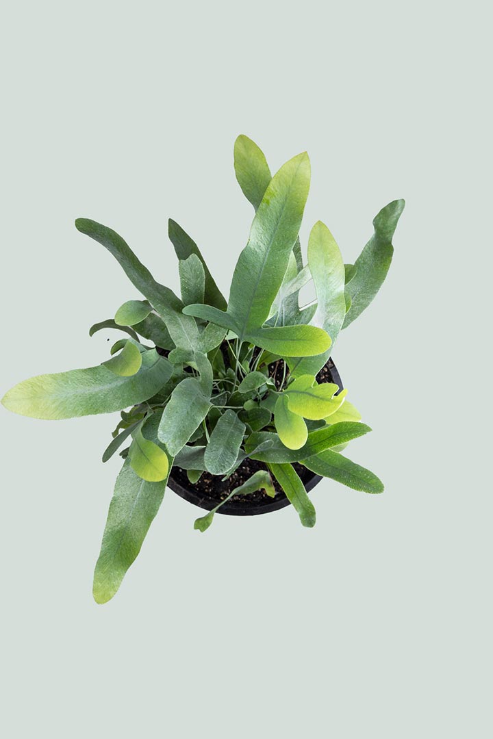 blue star fern nz Blue Star Fern - Phlebodium aureum