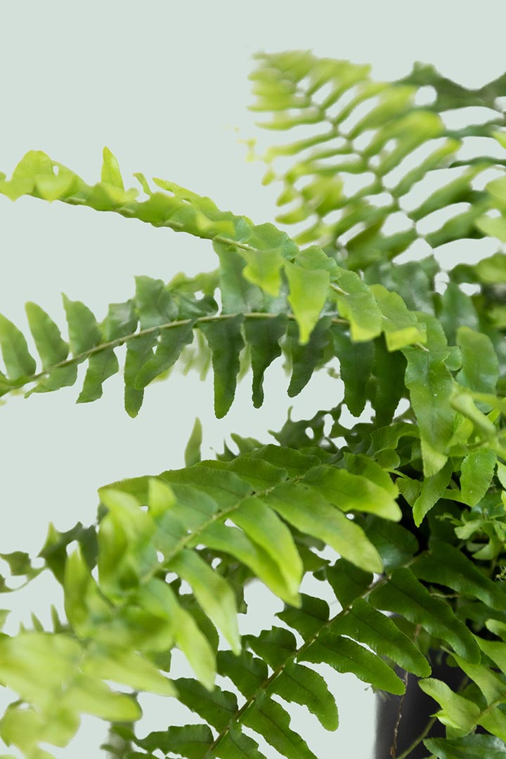 Nephrolepsis exalta NZ Indoor Fern