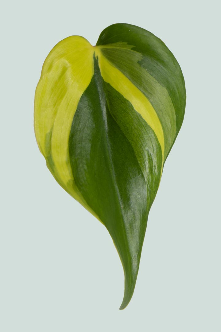 brazil leaf philodendron Brazil - Philodendron hederaceum