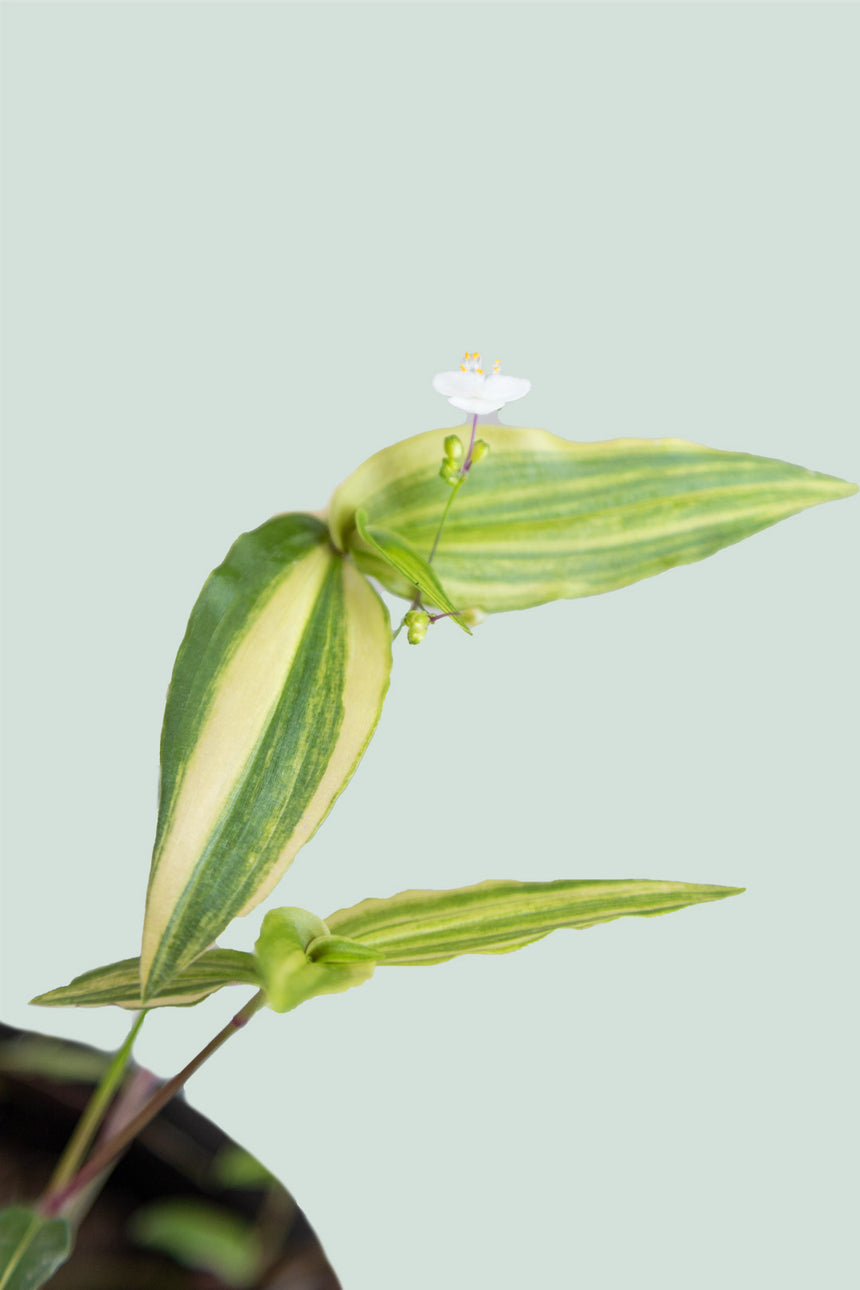 Variegated Bridal Veil - Tradescantia multiflora - 2.5L / 17cm / Medium