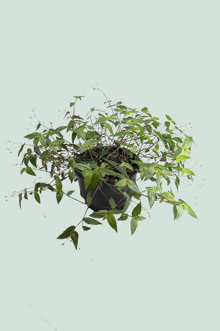 Bridal Veil Houseplant Tradescantia Multiflora