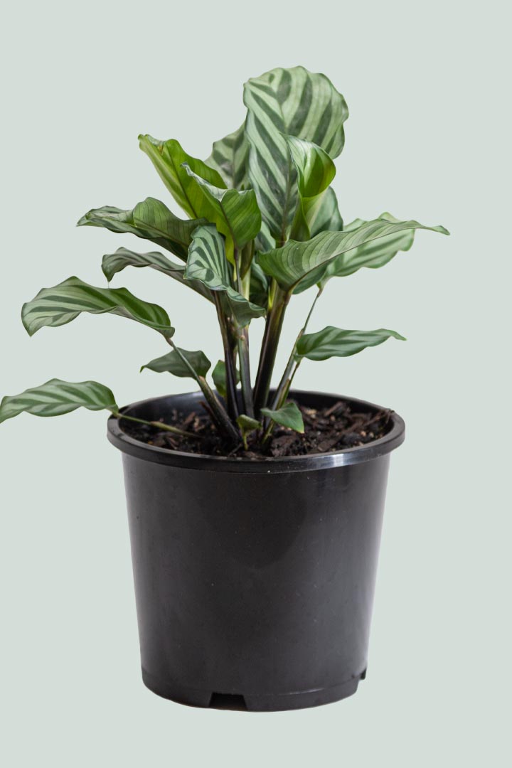Calathea 'Freddy'  - 1L / 14cm / Small