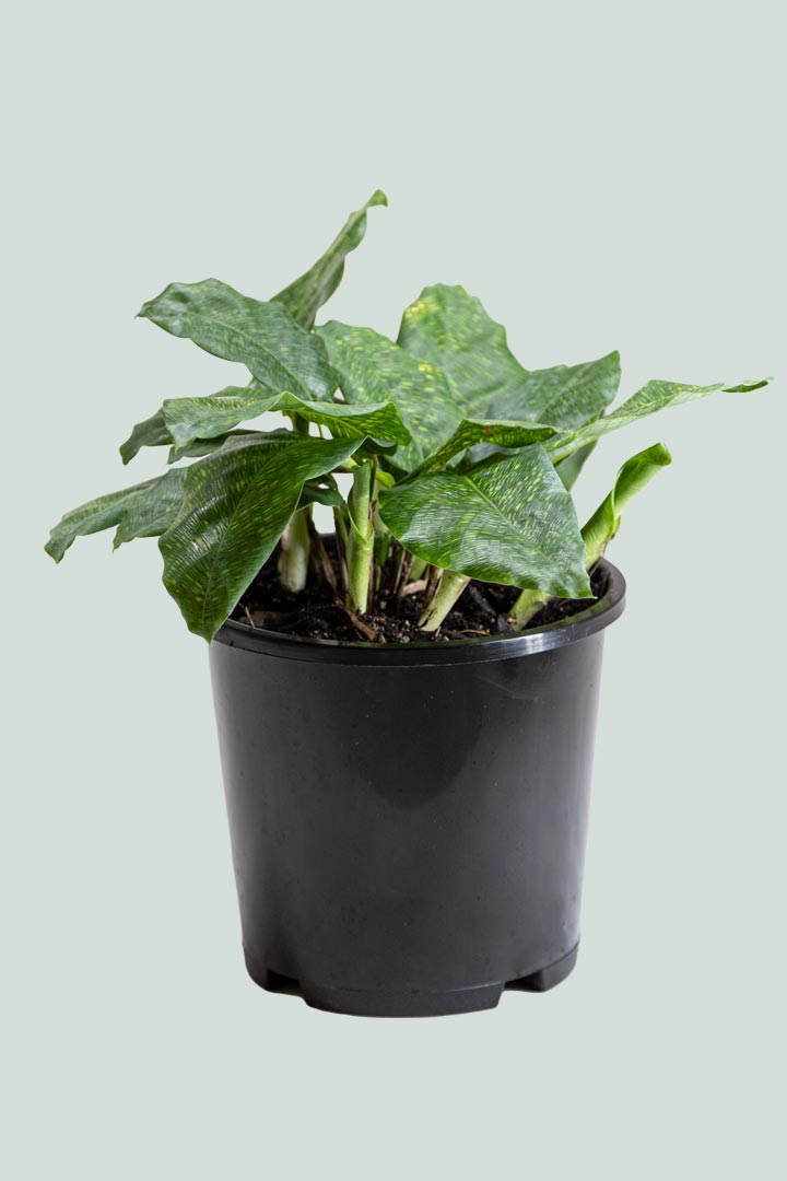 Calathea musaica 'Network  - 1L / 14cm / Small