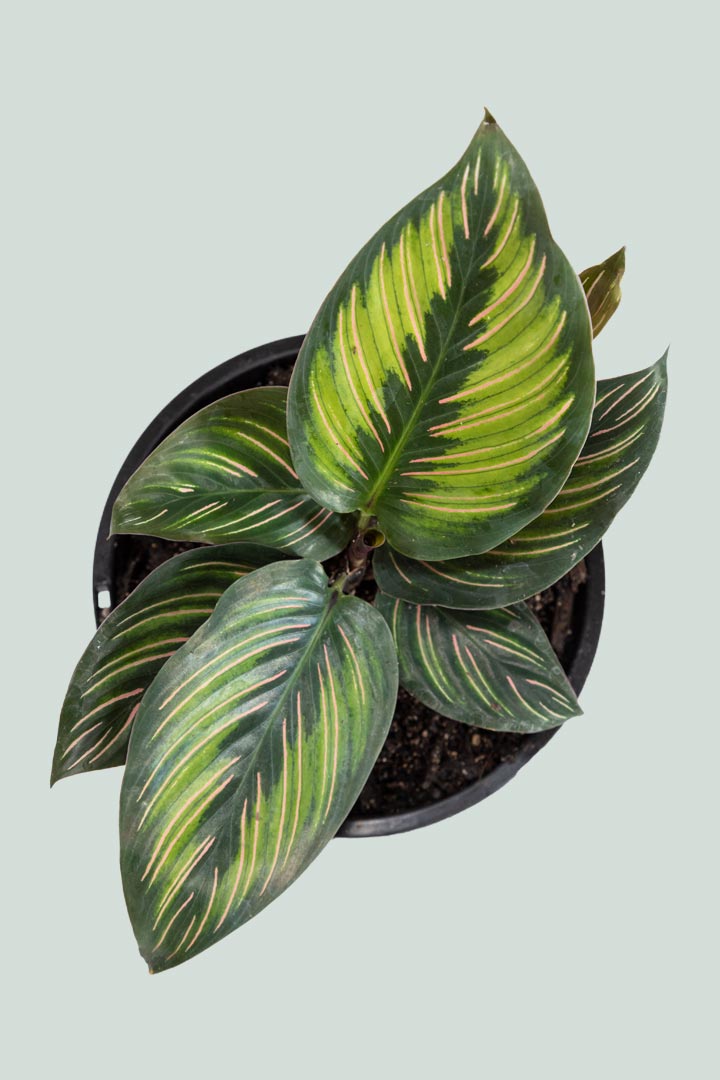 Calathea 'Beautiful Star'  - 1L / 14cm / Small