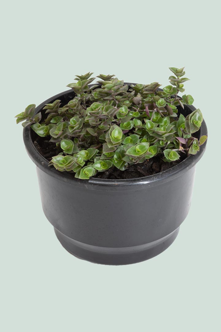 bubble plant succulent Bubble Plant - Callisia repens - Indoor Plant