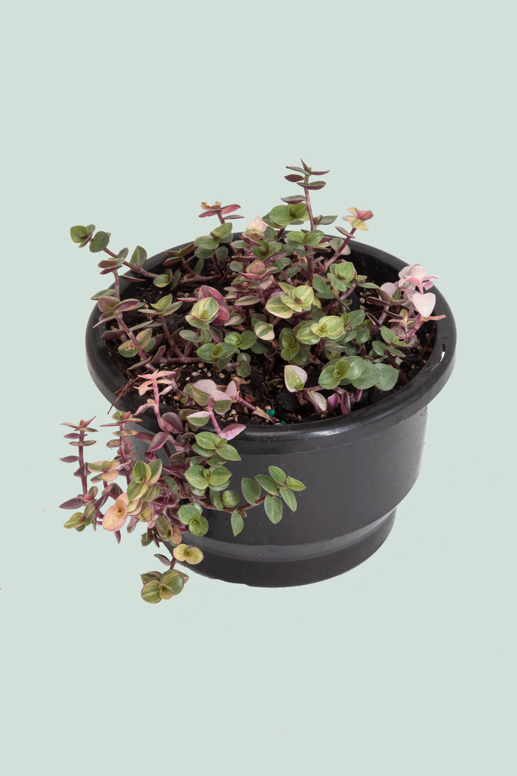pink indoor plants nz Pink Bubble Plant - Callisia repens - Indoor Plants