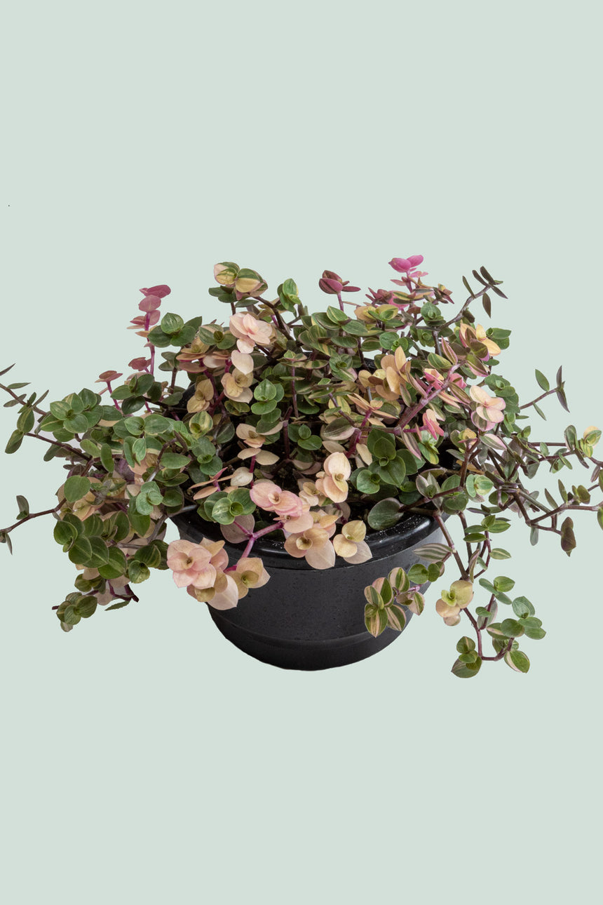 Pink Bubble Plant - Callisia repens - 1L / 14cm / Small