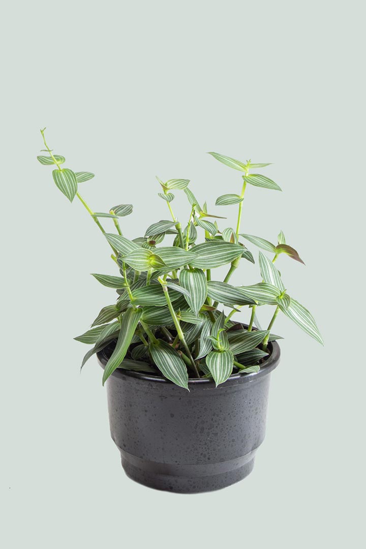 Callisia gentlei Elegans Zebrina Houseplant