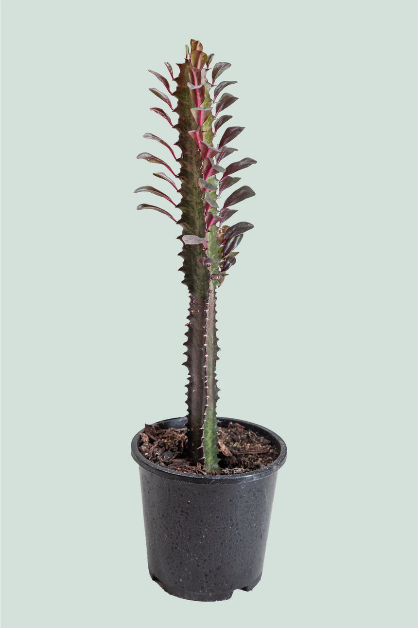 Ruby Castle Cactus - Euphorbia trigona - 1L / 14cm / Small
