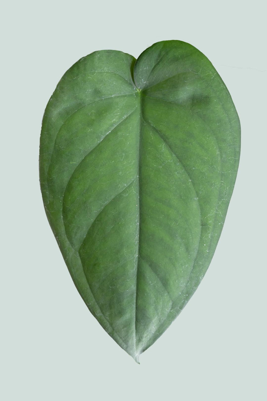 Syngonium chiapense - 1L / 14cm / Small